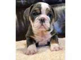 Bulldog Puppy for sale in Saint Paul, MN, USA