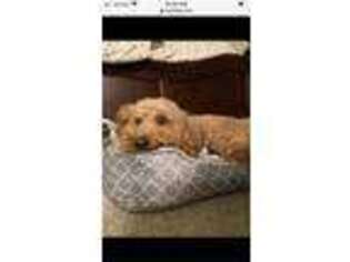 Goldendoodle Puppy for sale in Charlotte, MI, USA