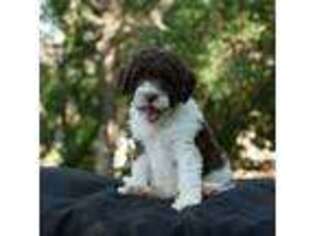 Mutt Puppy for sale in Squaw Valley, CA, USA