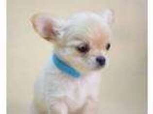 Chihuahua Puppy for sale in Greentown, PA, USA