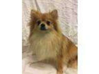 Pomeranian Puppy for sale in Waterford, VA, USA