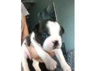 French Bulldog Puppy for sale in Mentor, OH, USA