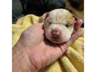 Olde English Bulldogge Puppy for sale in Lexington, SC, USA