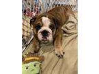 Bulldog Puppy for sale in Milton, FL, USA