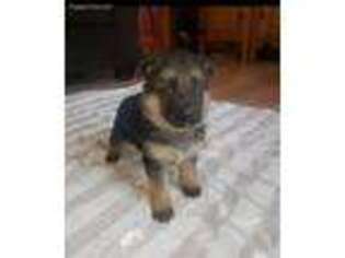 German Shepherd Dog Puppy for sale in Ladson, SC, USA