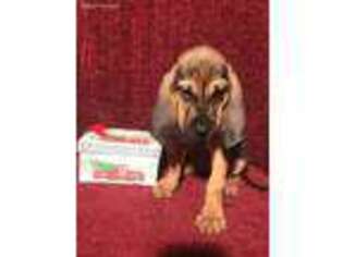 Bloodhound Puppy for sale in Bartow, GA, USA