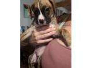 Boxer Puppy for sale in Glen Allen, VA, USA