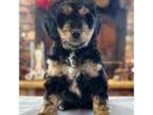 Mutt Puppy for sale in Atwater, MN, USA