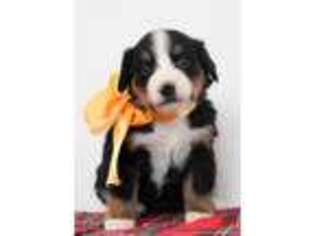 Bernese Mountain Dog Puppy for sale in Warsaw, NY, USA