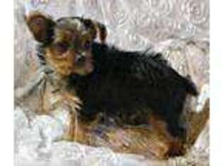 Yorkshire Terrier Puppy for sale in Mooresville, MO, USA