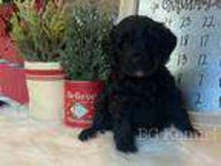 Portuguese Water Dog Puppy for sale in Cabool, MO, USA