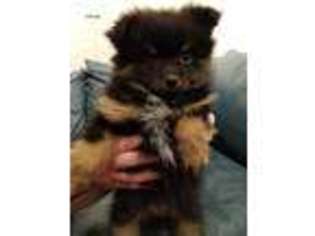 Pomeranian Puppy for sale in Canby, OR, USA