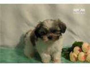 Mal-Shi Puppy for sale in Canton, OH, USA