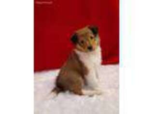 Shetland Sheepdog Puppy for sale in Gans, OK, USA