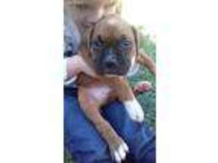 Boxer Puppy for sale in Lake City, FL, USA