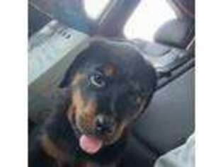 Rottweiler Puppy for sale in Fort Lee, NJ, USA