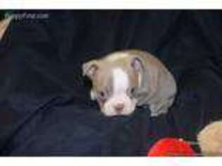 Boston Terrier Puppy for sale in Mountain Grove, MO, USA