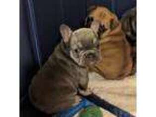 French Bulldog Puppy for sale in North Salem, IN, USA