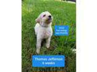 Labradoodle Puppy for sale in New Port Richey, FL, USA
