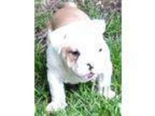 Bulldog Puppy for sale in Youngstown, OH, USA