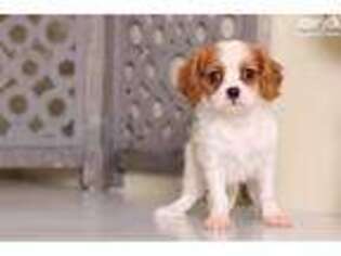 Cavalier King Charles Spaniel Puppy for sale in Columbus, OH, USA