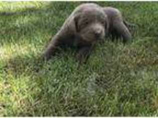 Labrador Retriever Puppy for sale in Lapoint, UT, USA