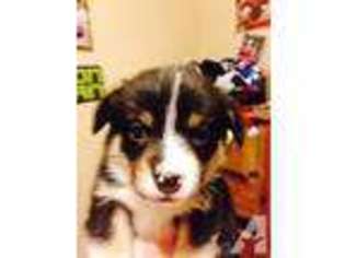 Mutt Puppy for sale in SHERMAN, TX, USA