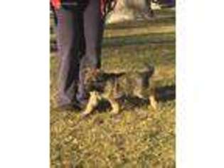 German Shepherd Dog Puppy for sale in Florence, CO, USA