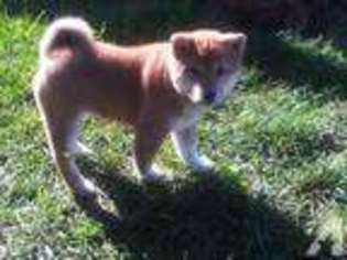 Shiba Inu Puppy for sale in CARSON, CA, USA