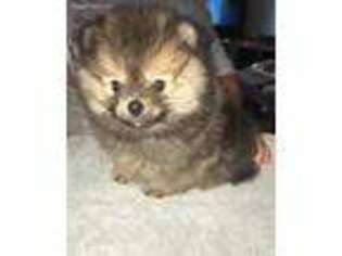 Pomeranian Puppy for sale in Tickfaw, LA, USA