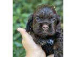 Cocker Spaniel Puppy for sale in Lake Isabella, CA, USA