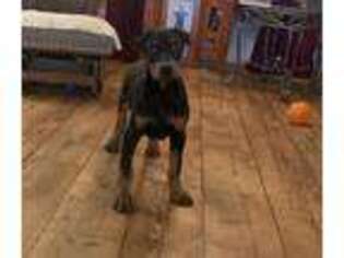 Doberman Pinscher Puppy for sale in Commodore, PA, USA