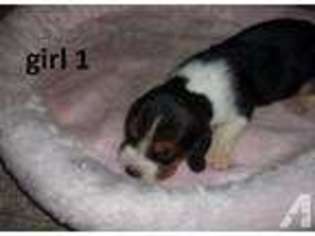 Basset Hound Puppy for sale in LA JOSE, PA, USA