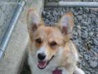 Pembroke Welsh Corgi Puppy for sale in Riddle, OR, USA