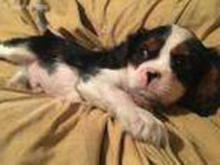 Cavalier King Charles Spaniel Puppy for sale in Fontana, CA, USA