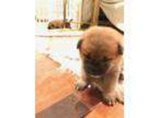 Shiba Inu Puppy for sale in Oakland, CA, USA