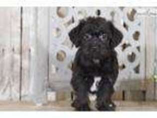 Scottish Terrier Puppy for sale in Columbus, OH, USA