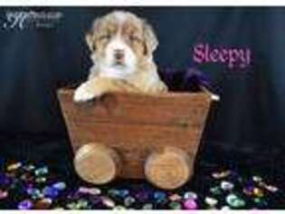 Australian Shepherd Puppy for sale in Gower, MO, USA