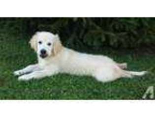 Golden Retriever Puppy for sale in SALEM, OH, USA