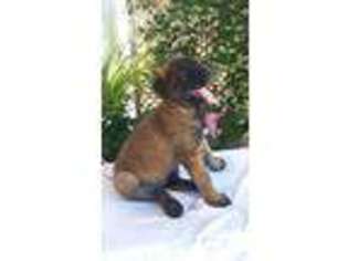 Belgian Malinois Puppy for sale in Victorville, CA, USA