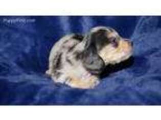Dachshund Puppy for sale in Stafford, KS, USA