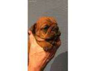 Bulldog Puppy for sale in Oregon City, OR, USA
