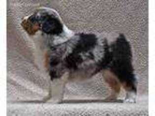 Miniature Australian Shepherd Puppy for sale in Charlotte, NC, USA