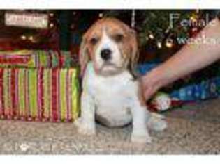 Beagle Puppy for sale in Jasper, IN, USA