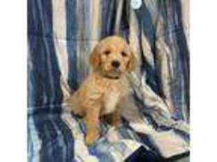 Goldendoodle Puppy for sale in Garden City, KS, USA