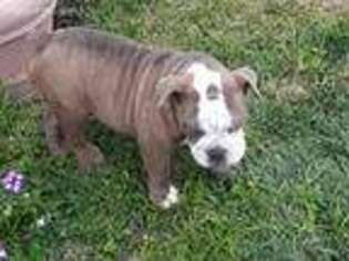 Bulldog Puppy for sale in Douglas, GA, USA