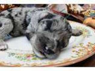 Mutt Puppy for sale in Newalla, OK, USA