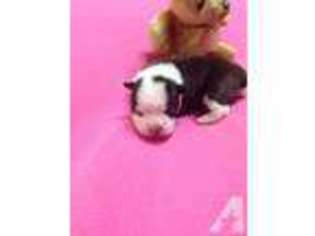 Boston Terrier Puppy for sale in LIVINGSTON, TX, USA