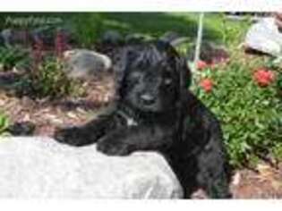 Saint Berdoodle Puppy for sale in Prior Lake, MN, USA