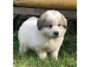 Great Pyrenees Puppy for sale in Gold Bar, WA, USA